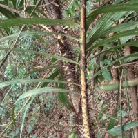 Calamus thwaitesii Becc.